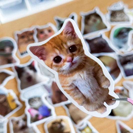 100 Pcs Cat Meme Stickers, Funny Cat sticker, Funny Waterproof Stickers Decals For Motorcycle, Laptop, Luggage, Water Bottle, Phone case